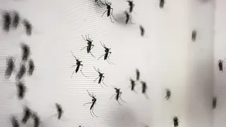 Invasión de mosquitos: la propuesta del INTA y el CONICET
